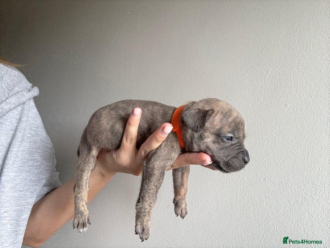 Mixed Breed dogs for sale: Frenchie x Staffy puppies  - Image 21
