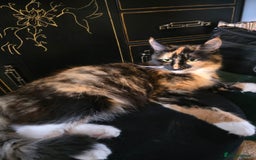 Mixed Breed cats for sale: Kittens for sale litter of 4, 2 left  - Image 6