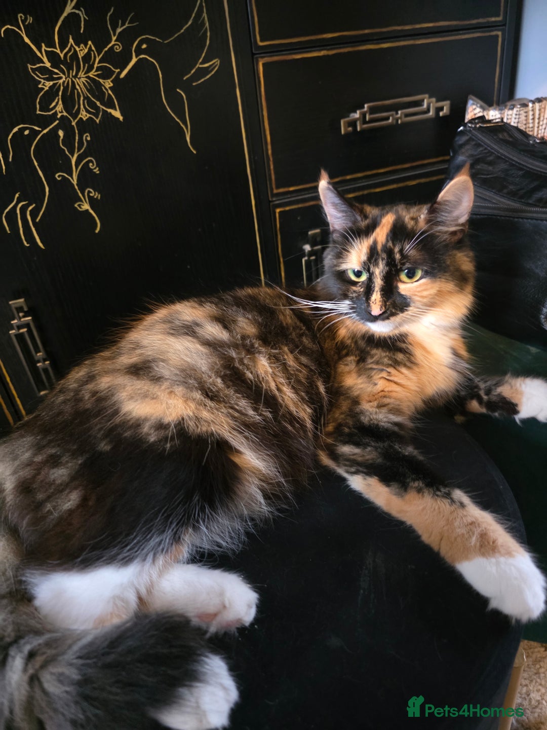 Mixed Breed cats for sale: Kittens for sale litter of 4, 2 left  - Image 6