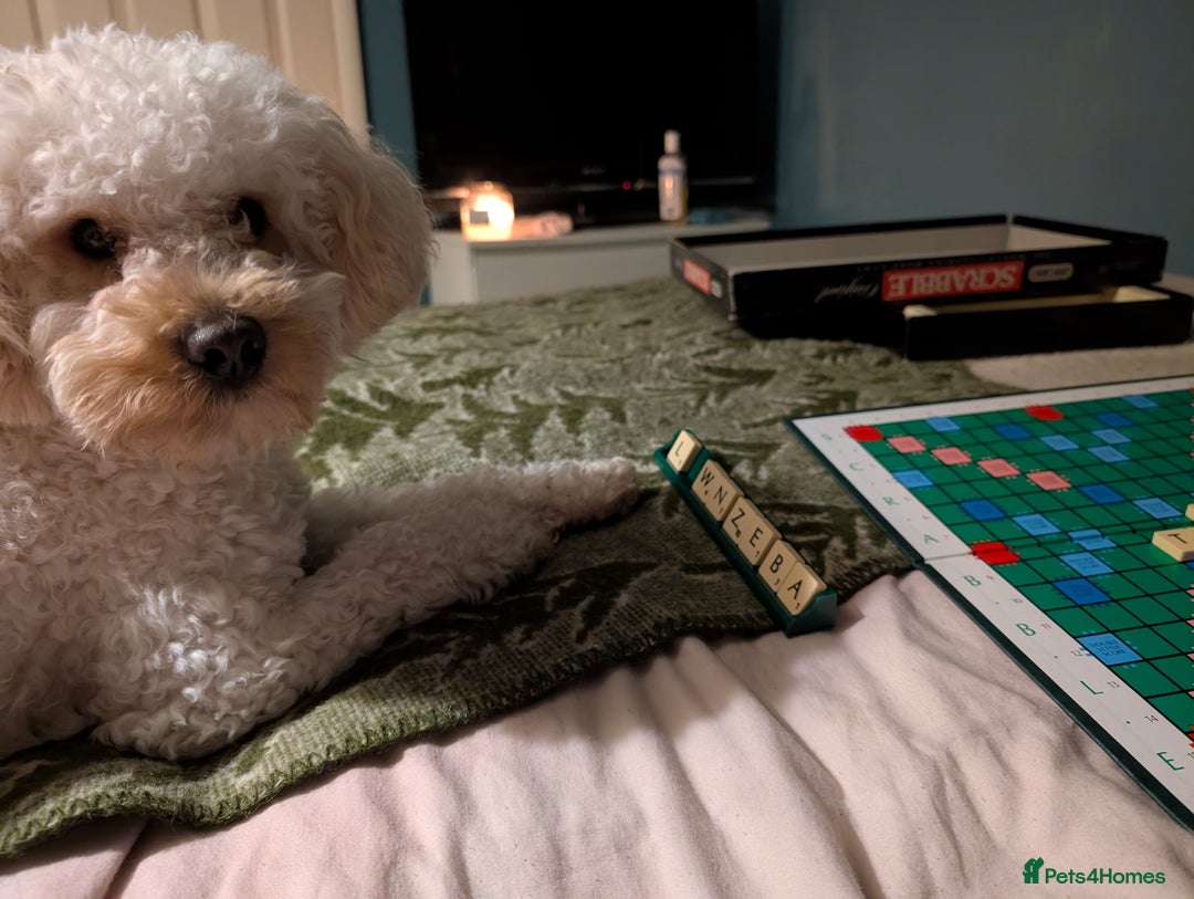 Maltipoo dogs for stud: Maltipoo(75% Toy Poodle, 25% Maltese) Boy for Stud - Image 6