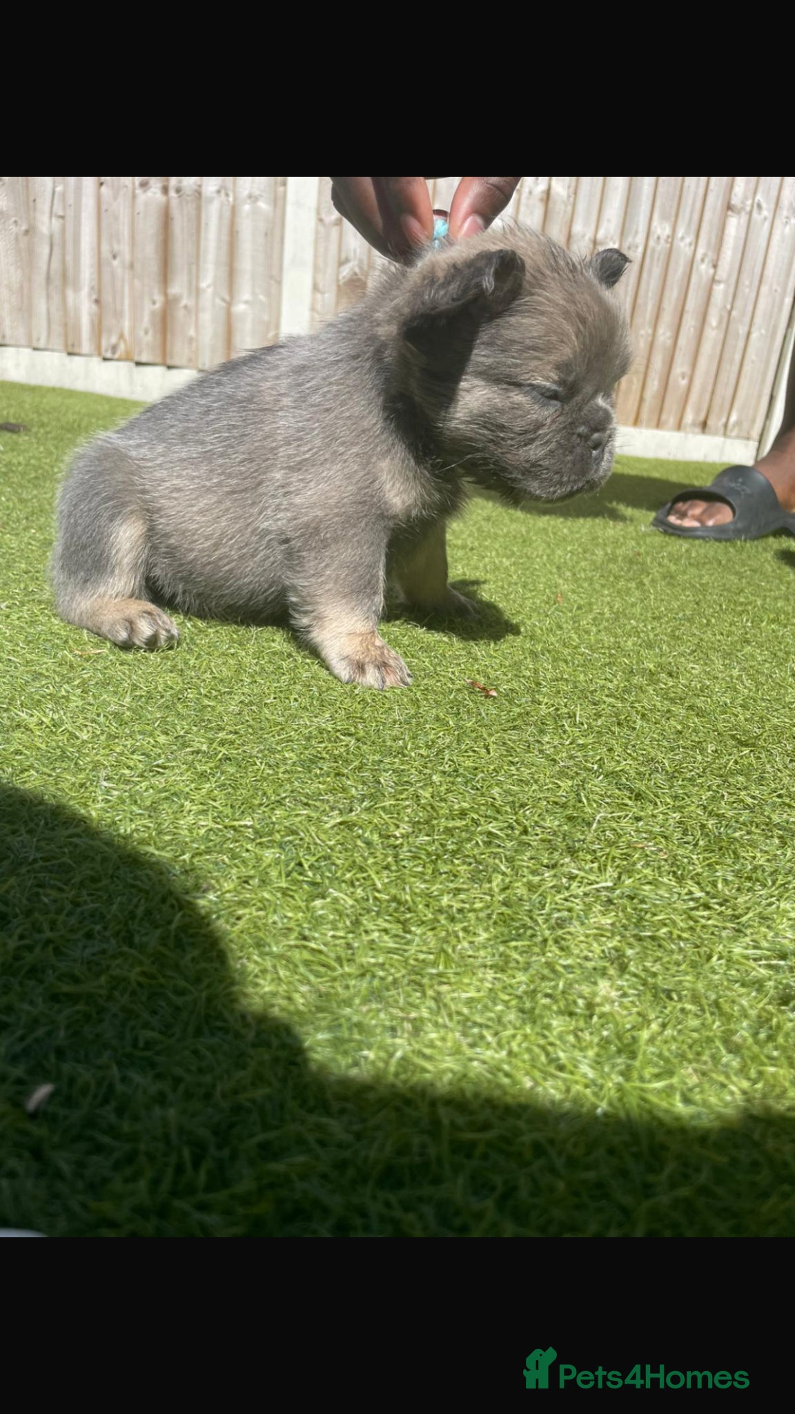 French Bulldog dogs Long haired French bulldog puppies for sale  - Advert 1