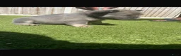 French Bulldog dogs for sale: Long haired French bulldog puppies for sale  in Manchester - Advert 1
