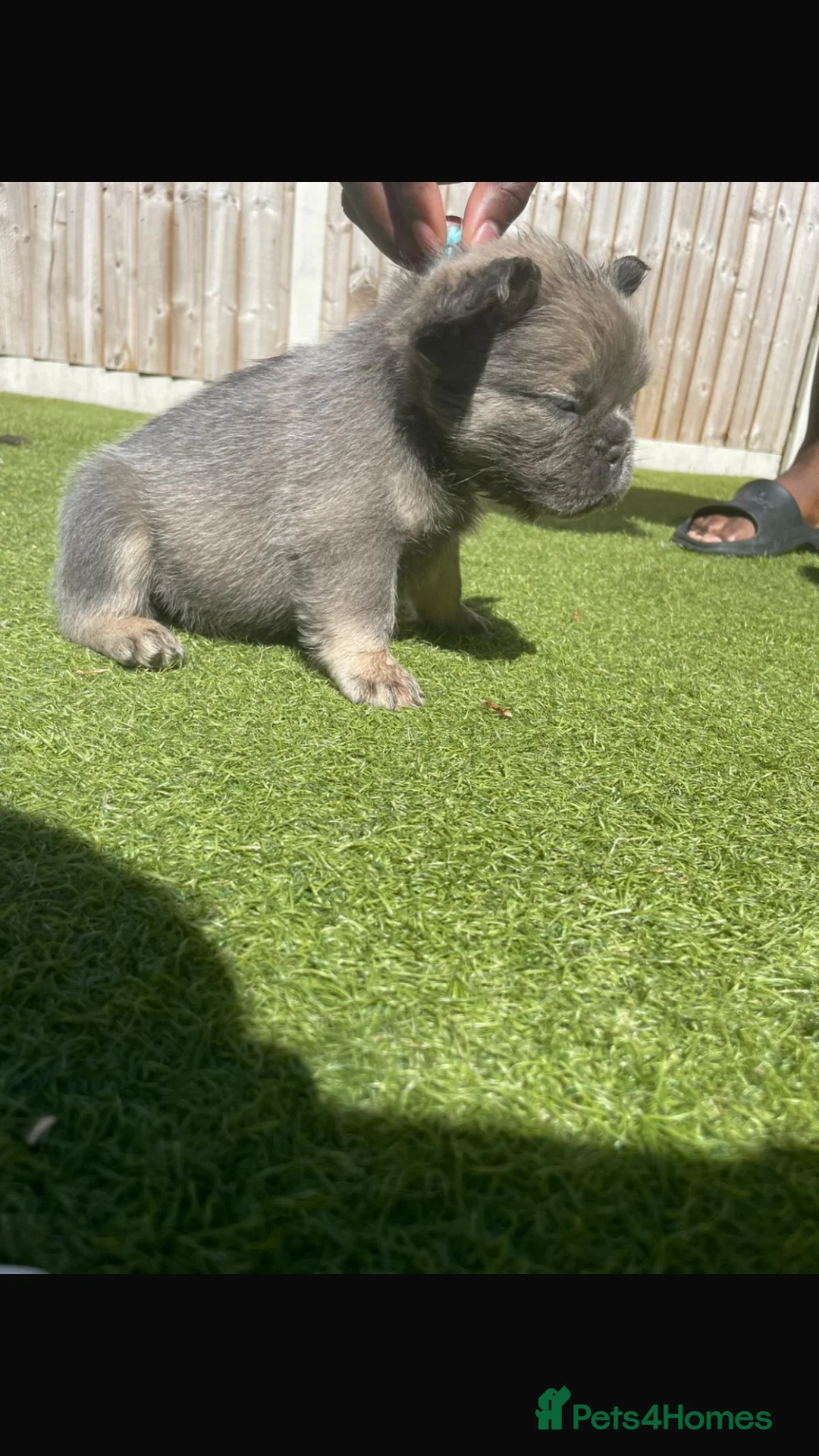 French Bulldog dogs for sale: Long haired French bulldog puppies for sale  in Manchester - Advert 1