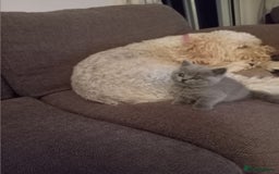 British Shorthair cats for sale: Gorgeous British short-hair kittens  - Image 7