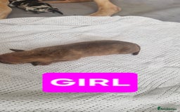 Mixed Breed dogs for sale: 8 Bully X Puppies  - Image 4