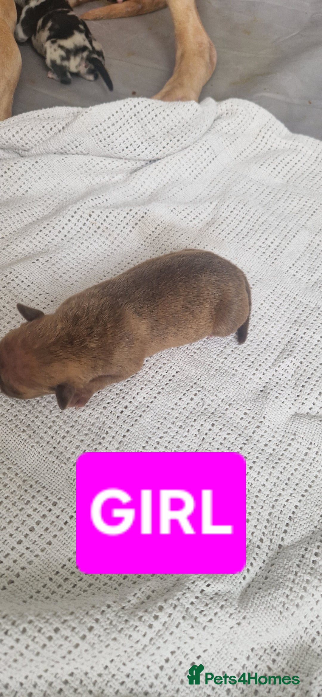 Mixed Breed dogs for sale: 8 Bully X Puppies  - Image 4