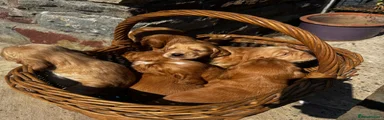 Cocker Spaniel 7