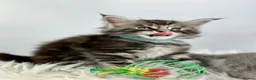 Maine Coon cats for sale: ✨7 Gorgeous Pure Breed Maine Coon Kittens✨ - Advert 29