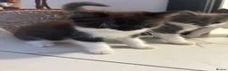 Mixed Breed cats for sale: Kittens ready for their forever homes! - Advert 16