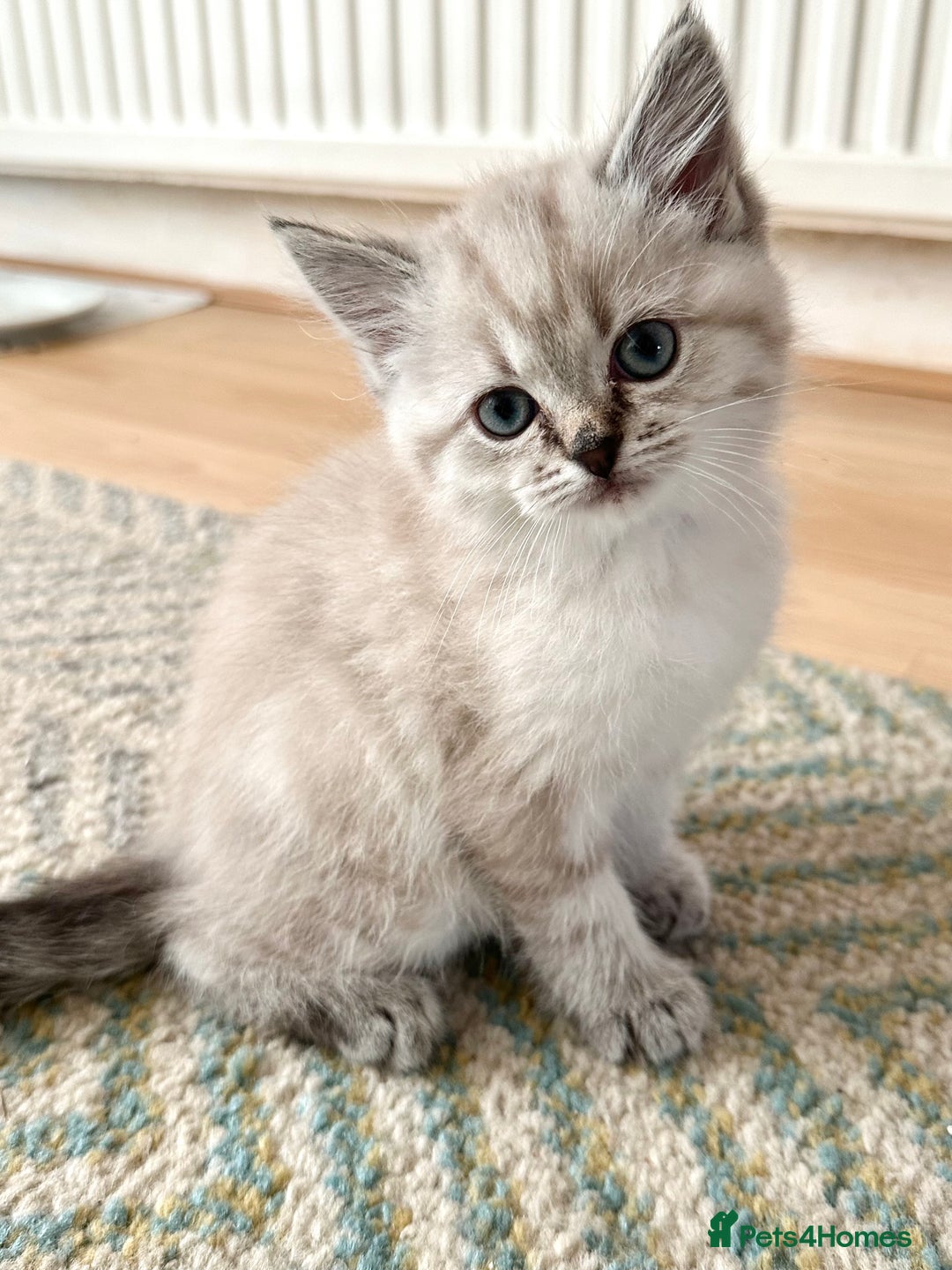 Siberian cats for sale: Adorable Siberian Neva Kittens - Advert 11