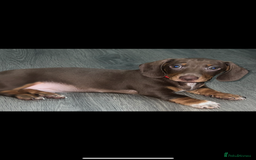 Miniature Dachshund dogs for sale: Ready to go-Gorgeous miniature Dachshund puppies   - Image 11
