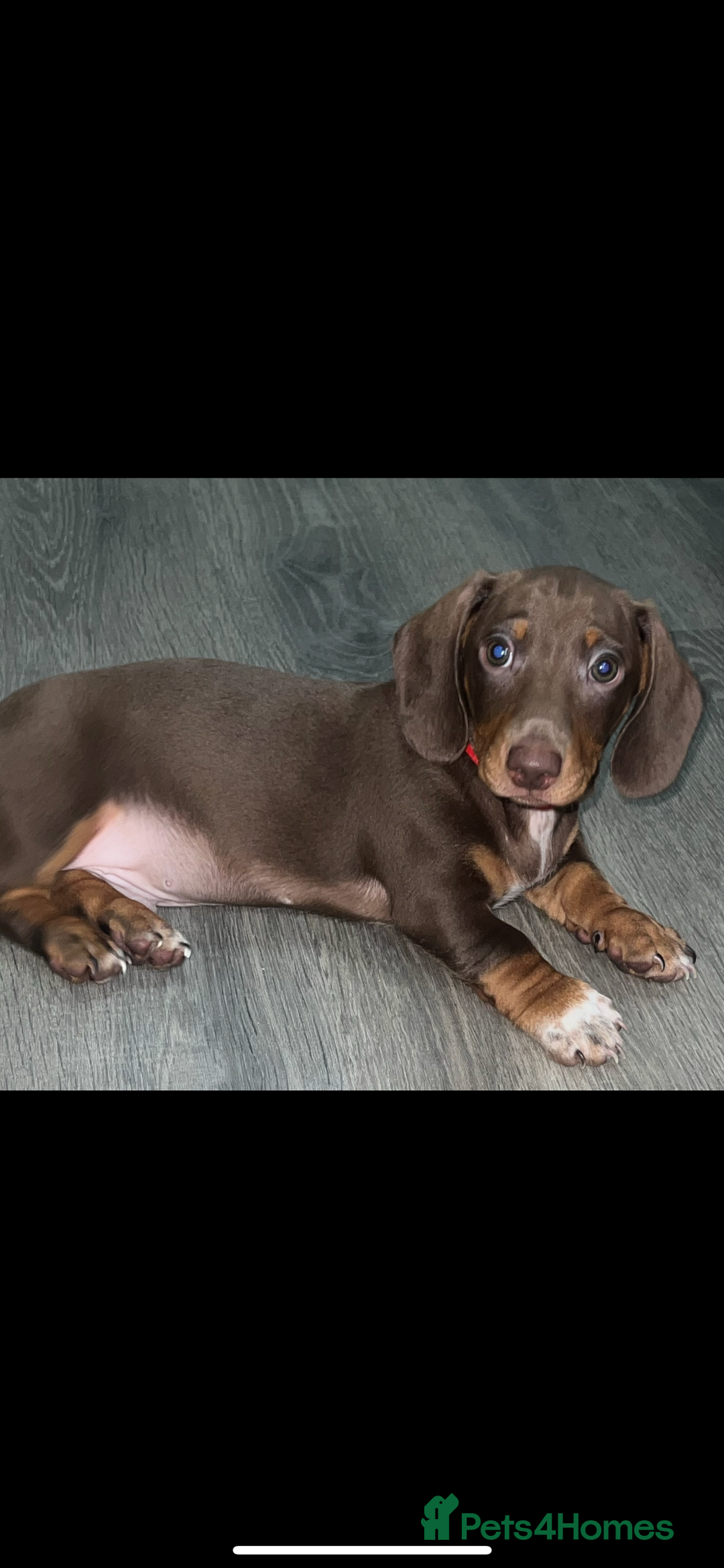 Miniature Dachshund dogs for sale: Ready to go-Gorgeous miniature Dachshund puppies   - Image 11