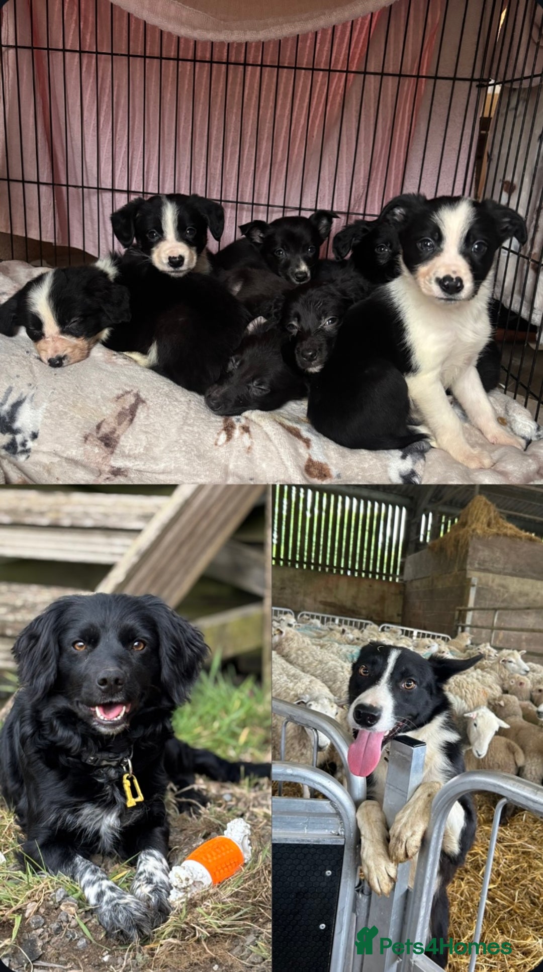 Mixed Breed dogs for sale: Cocker x Collie puppies  - Advert 1