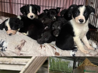 Mixed Breed dogs Cocker x Collie puppies - Advert 1