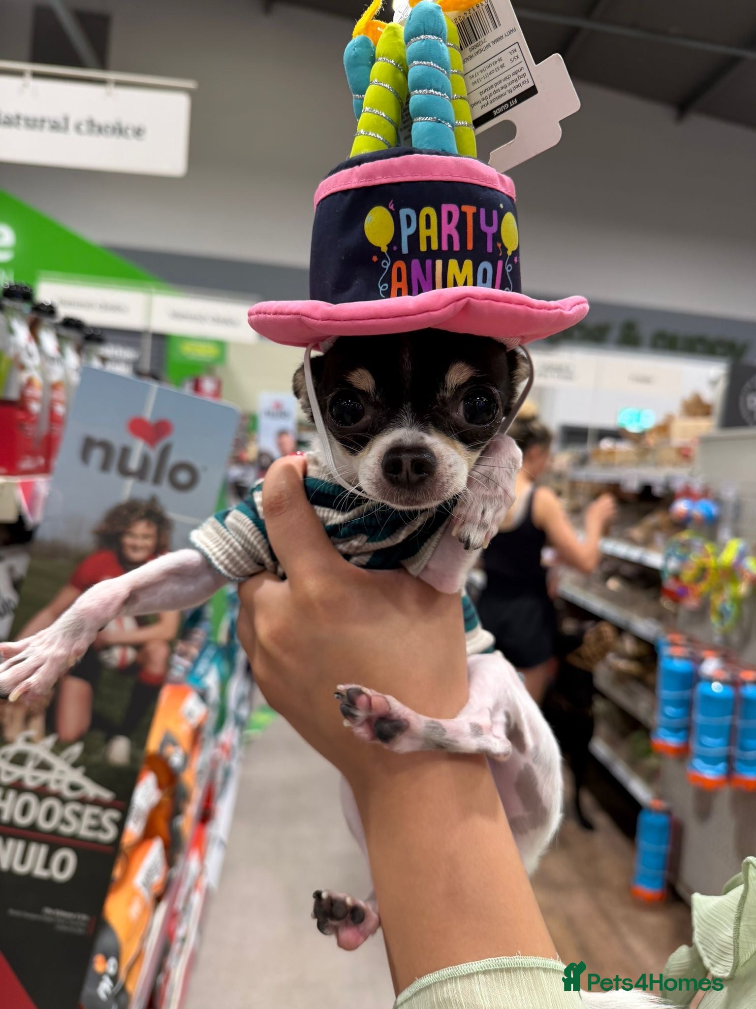 Chihuahua dogs Coco is ready for stud  - Advert 18