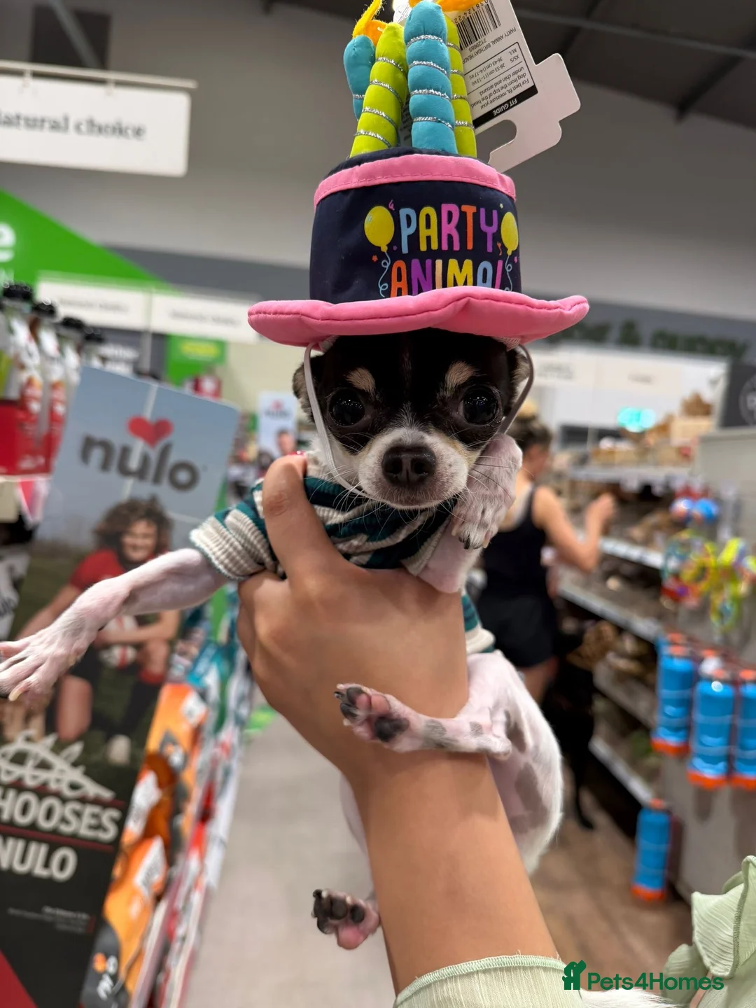 Chihuahua dogs for stud: Coco is ready for stud  - Advert 1