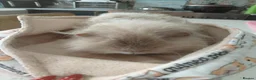 Guinea Pig rodents for sale: Sheltie and Texal boys - Advert 4
