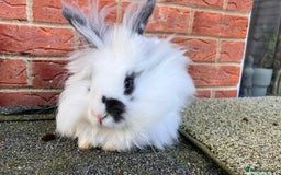 Angora rabbits for sale: Urgent 3 male rabbits for adoption  - Image 9