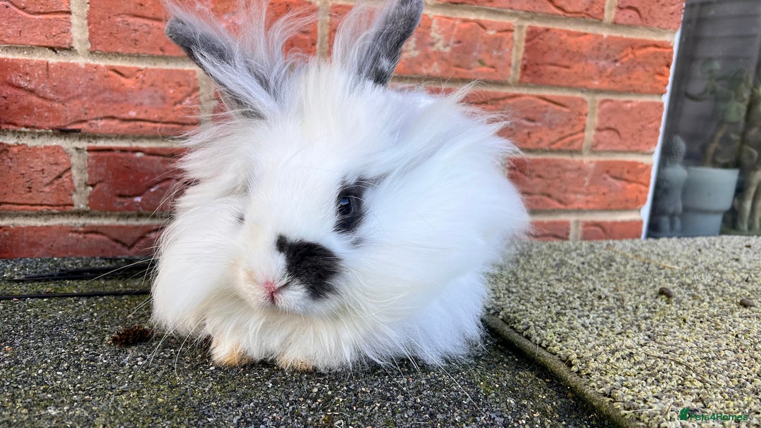 Angora rabbits for sale: Urgent 3 male rabbits for adoption  - Image 9
