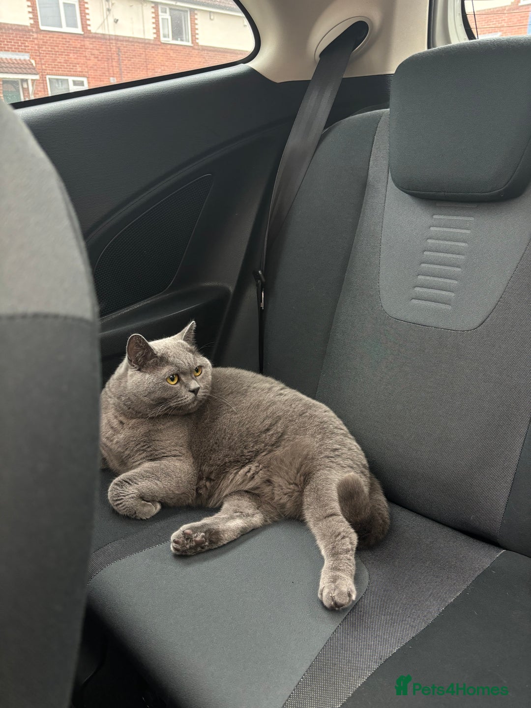 British Shorthair cats for sale: Female British shorthair cat  - Advert 3