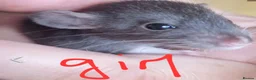 Rat rodents for sale: Baby rats  - Advert 2
