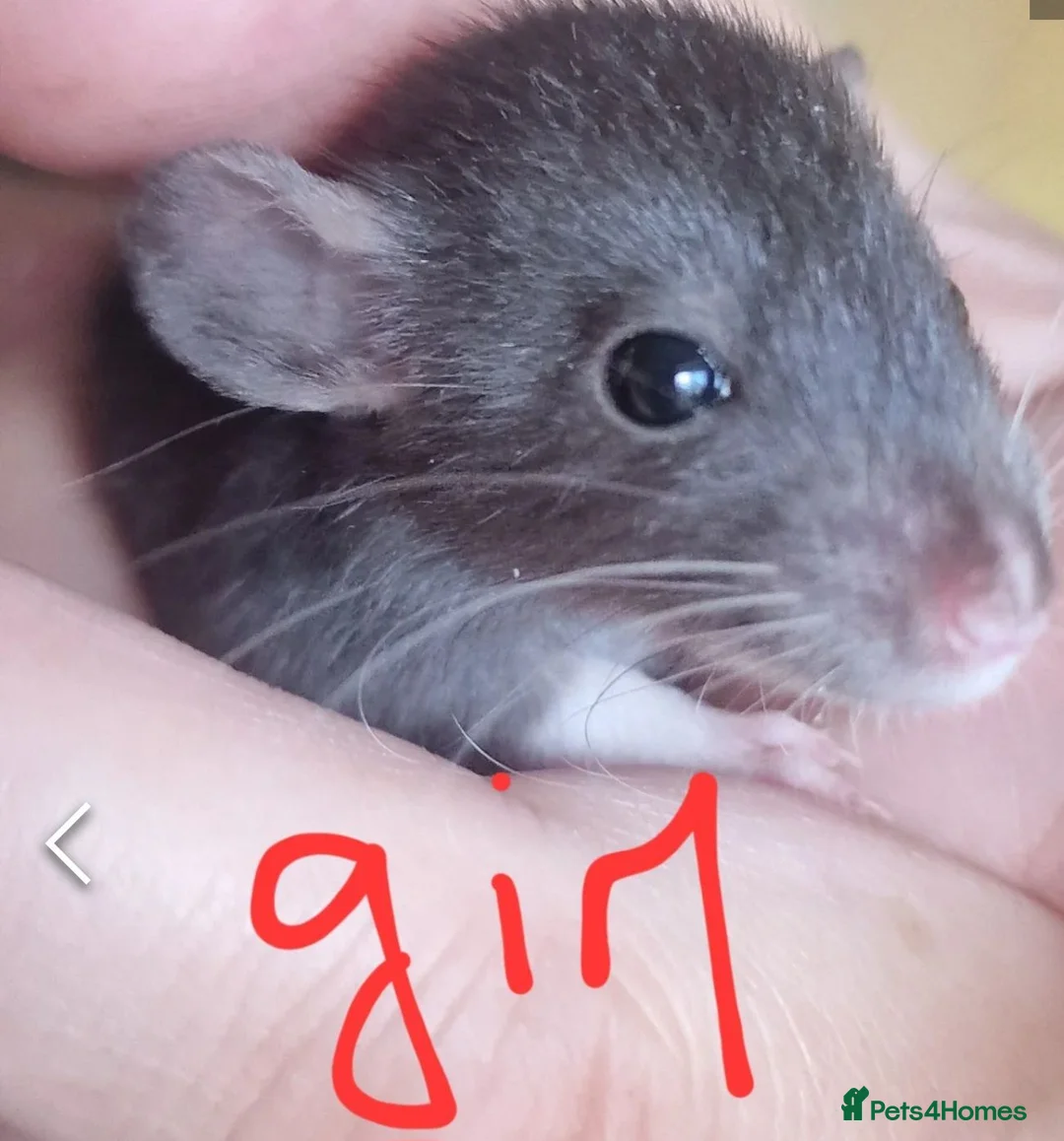 Rat rodents for sale: Baby rats  - Advert 2