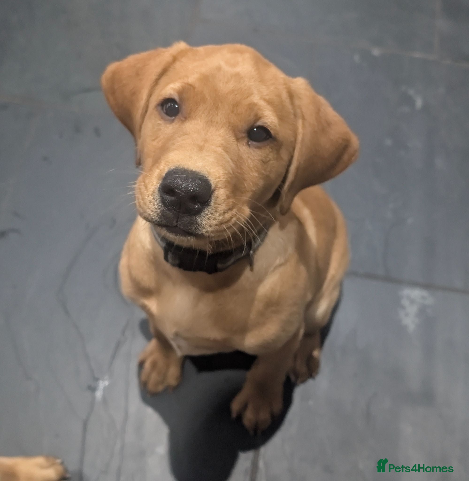 Labrador Retriever dogs KC Registered Fox Red Labrador Puppies READY NOW - Advert 3