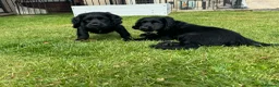 Cocker Spaniel dogs for sale: Two Black Working Cocker boys - 9 weeks in Dorchester - Advert 14