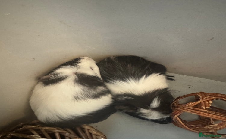 Guinea Pig rodents - Advert 6