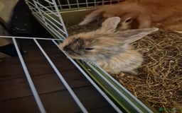 Mini Lion Lop rabbits for sale: Baby lop lionheads  - Image 2