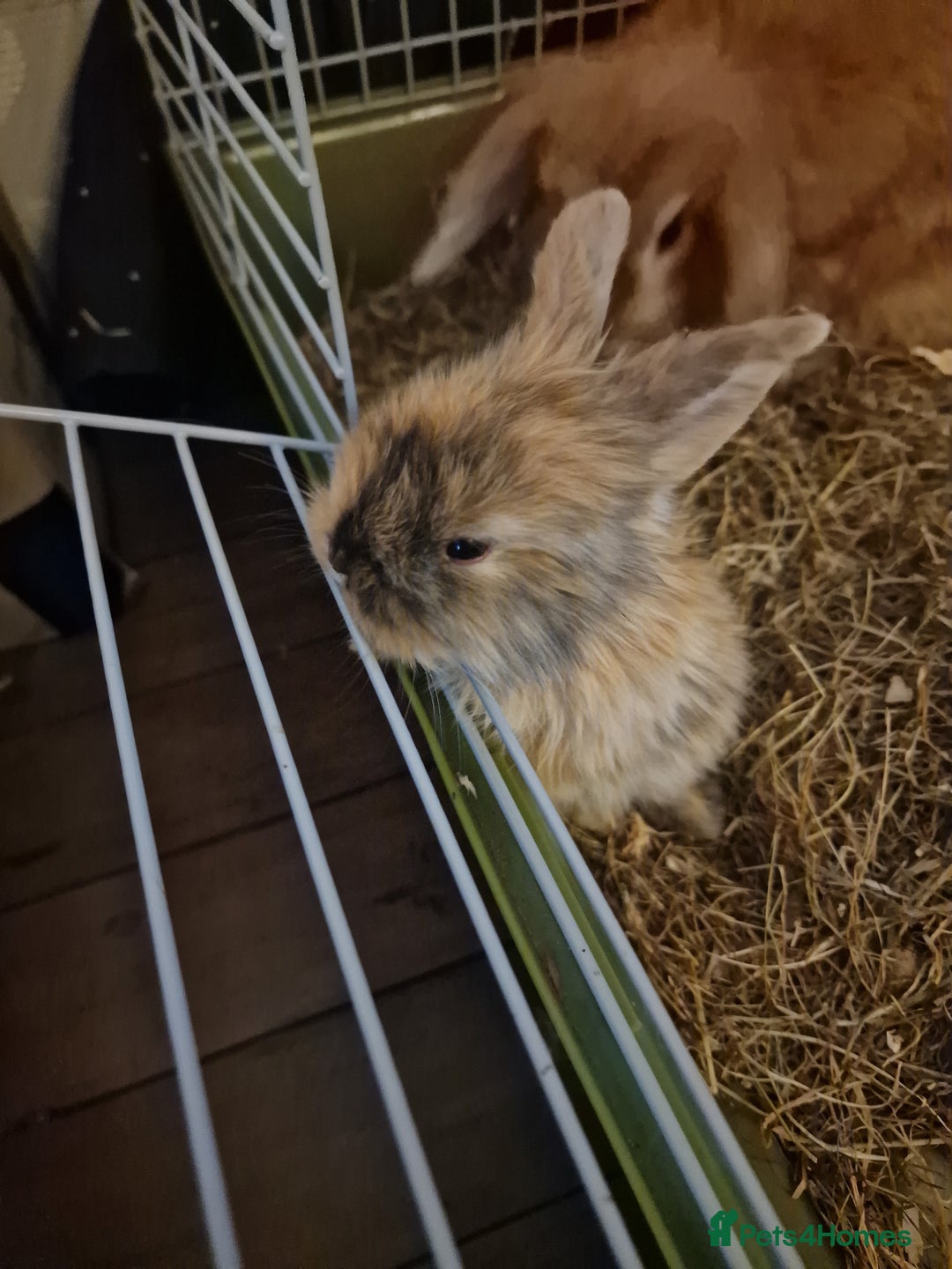 Mini Lion Lop rabbits for sale: Baby lop lionheads  - Image 2