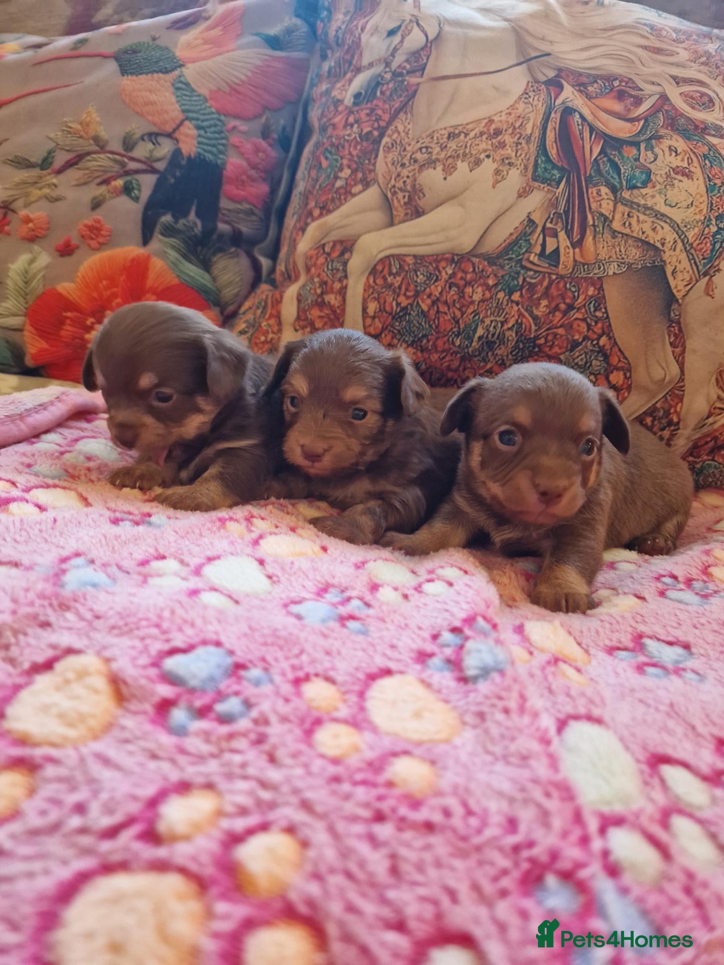 Chipoo dogs Poochi puppies - Advert 4