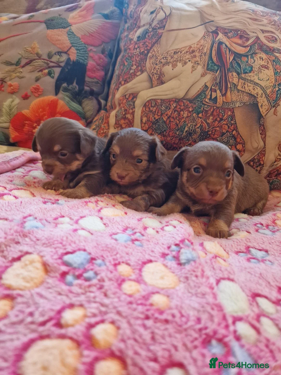 Chipoo dogs for sale: Poochi puppies - Advert 1