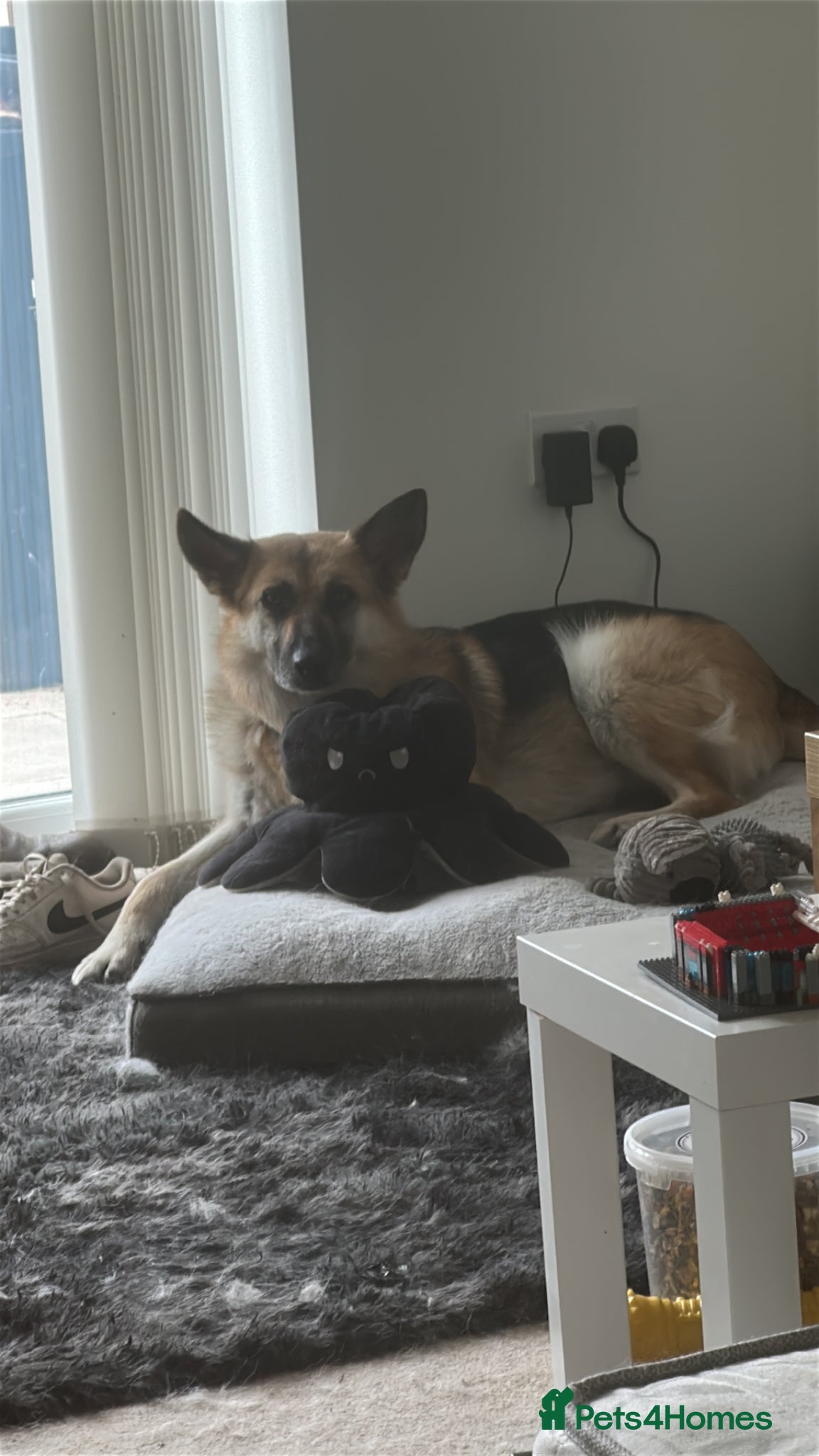 German Shepherd dogs Luna  - Advert 1