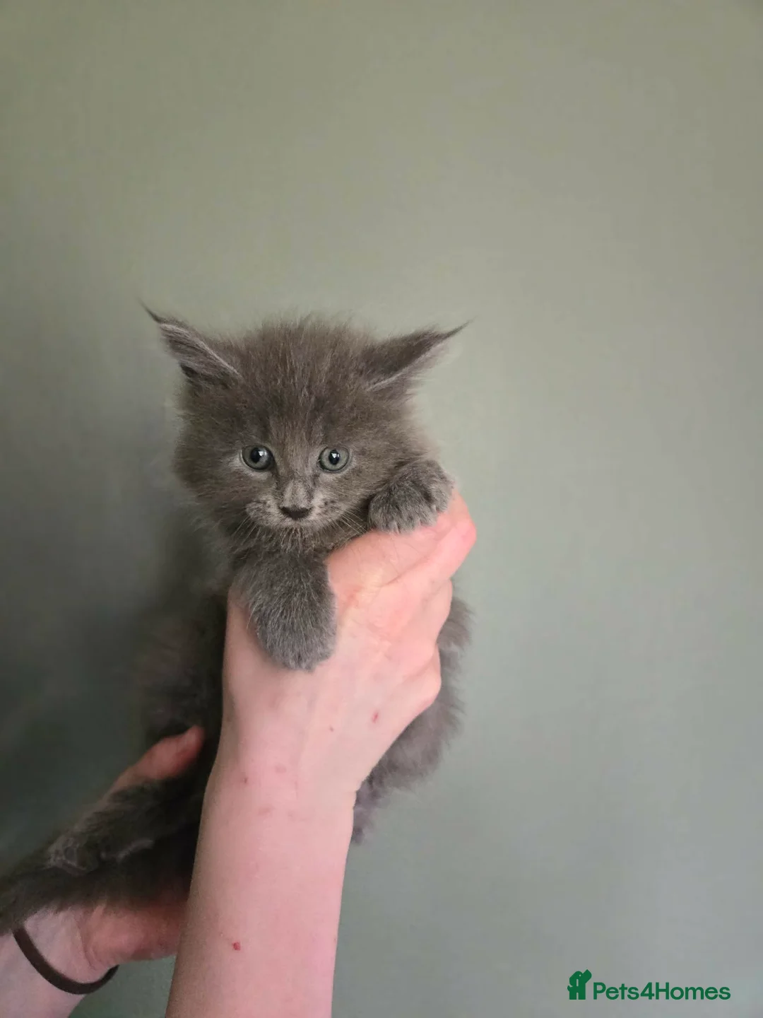 Maine Coon cats for sale: GCCF Blue Maine Coon litter  - Advert 32