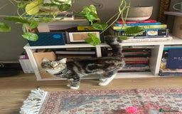 Mixed Breed cats for sale: Sheeba - Image 5