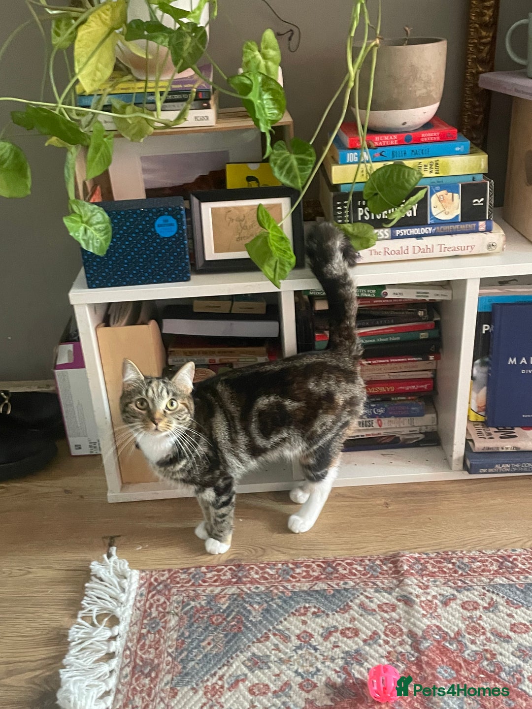 Mixed Breed cats for sale: Sheeba - Image 5