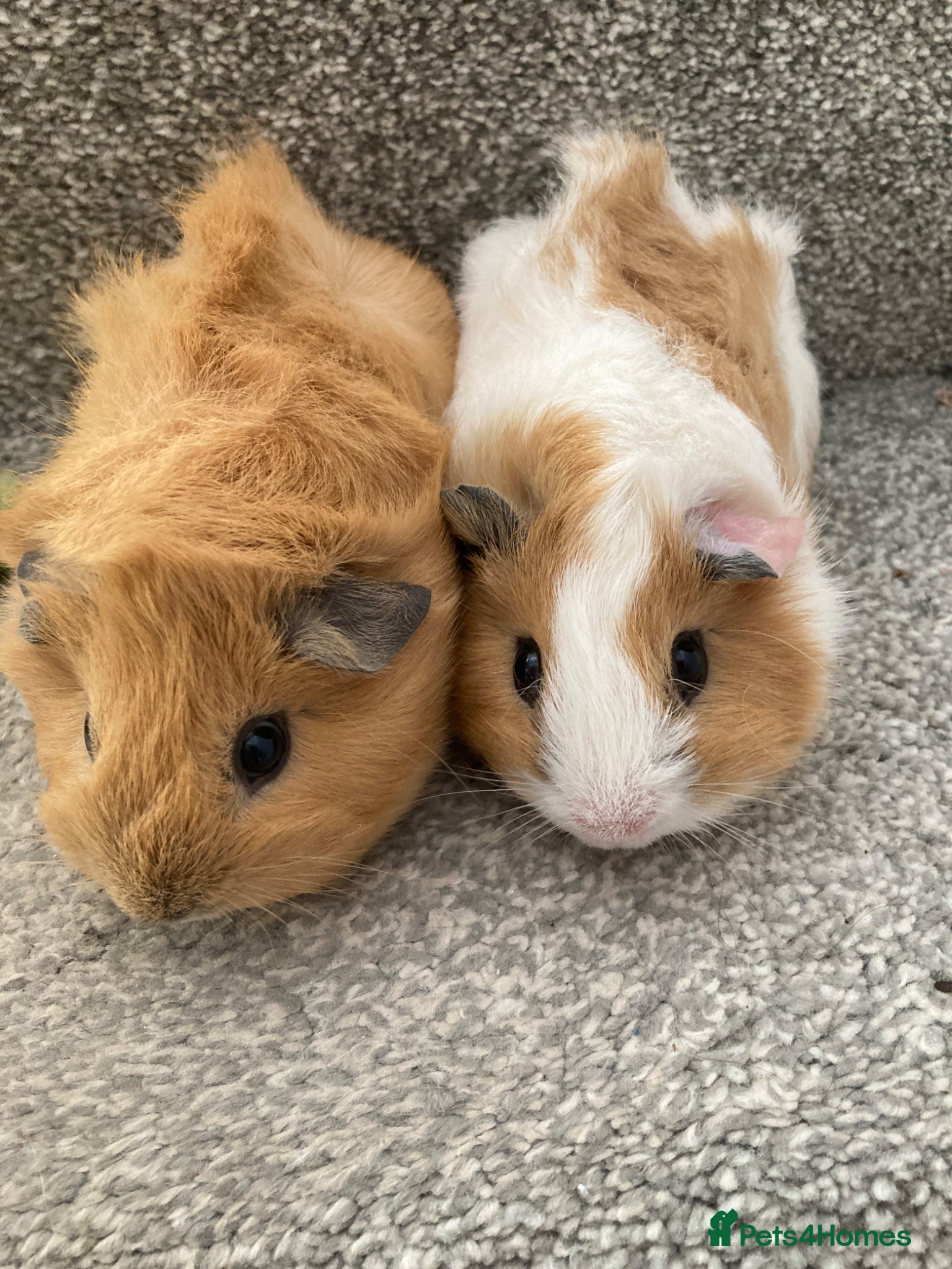 Guinea Pig rodents Lovely Baby Boars - Advert 8