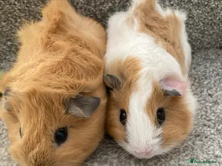Guinea Pig rodents Lovely Baby Boars - Advert 8