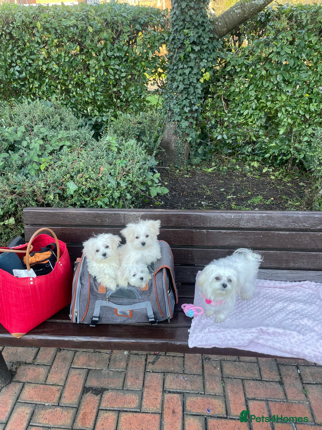 Maltese dogs for sale:  ✨ Special – Korean Maltese Puppies 🐾 - Advert 3