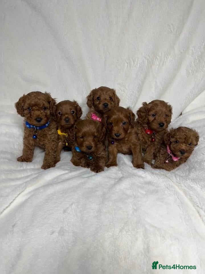 Cockapoo dogs Beautiful Multigenerational Cockapoo Puppies - Advert 2