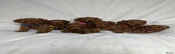 Cockapoo dogs for sale: Beautiful Multigenerational Cockapoo Puppies - Advert 1