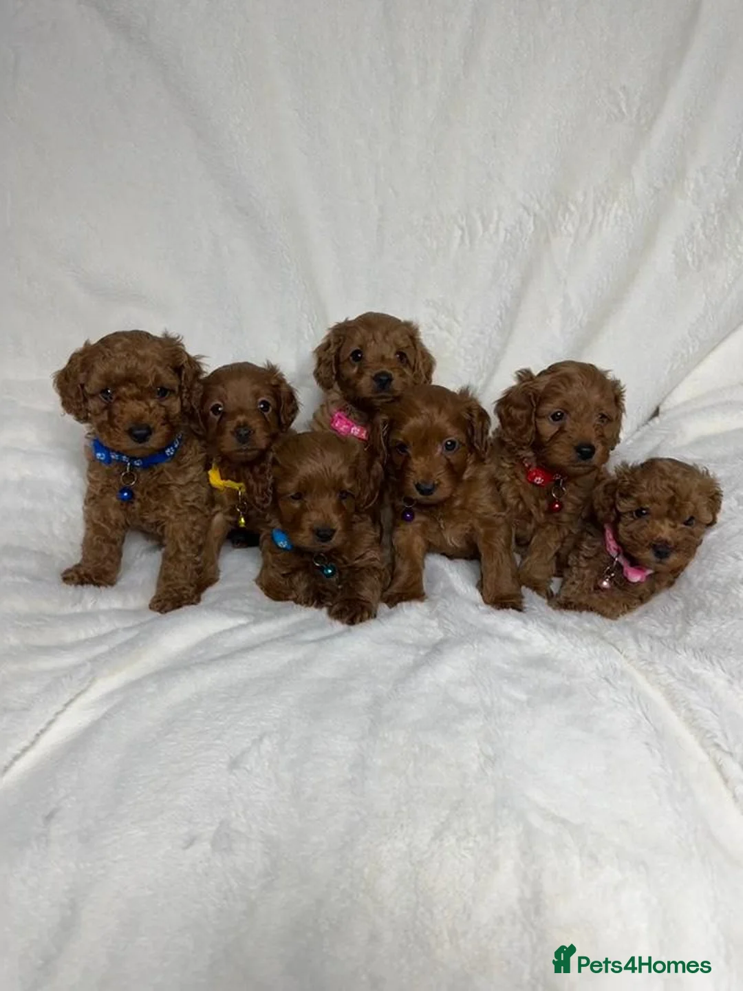 Cockapoo dogs for sale: Beautiful Multigenerational Cockapoo Puppies - Advert 1