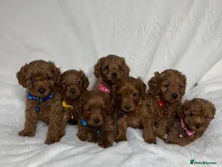 Cockapoo dogs Beautiful Multigenerational Cockapoo Puppies - Advert 2