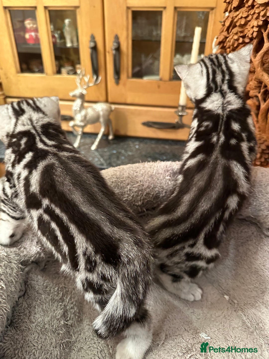 British Shorthair cats for sale: BSH stunning Silver Tabby kittens - Advert 6