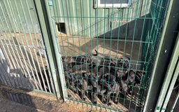 Mixed Breed dogs for sale: Dutch herder x German Shepherd pups - Image 9