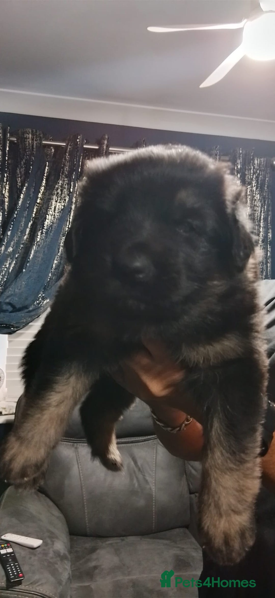 German Shepherd dogs for sale: German Shepherd Puppy's  - Advert 2