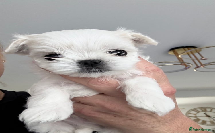 Maltese dogs - Advert 5