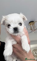 Maltese dogs - Advert 6