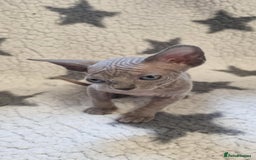 Sphynx cats for sale: Canadian sphynx - Image 7